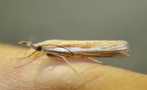 Agriphila tristella